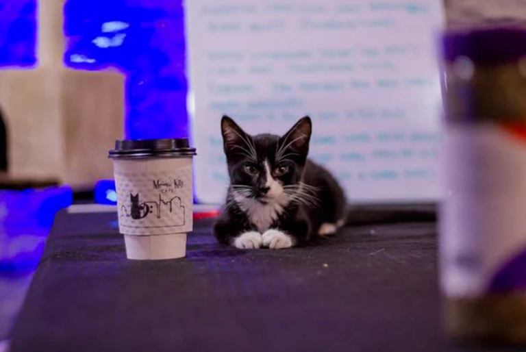 Mewsic Kitty Cafe is a Hit among our Feline Loving Friends!