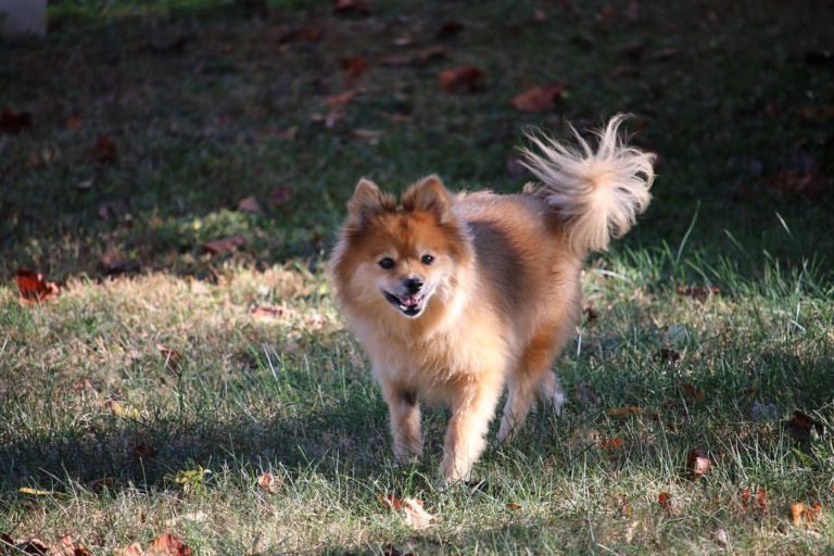 Puppy Play Date with Complimentary Puppy Photos from The Tennessee Cobbler Co. See you Tomorrow at the 12 South Farmers Market.