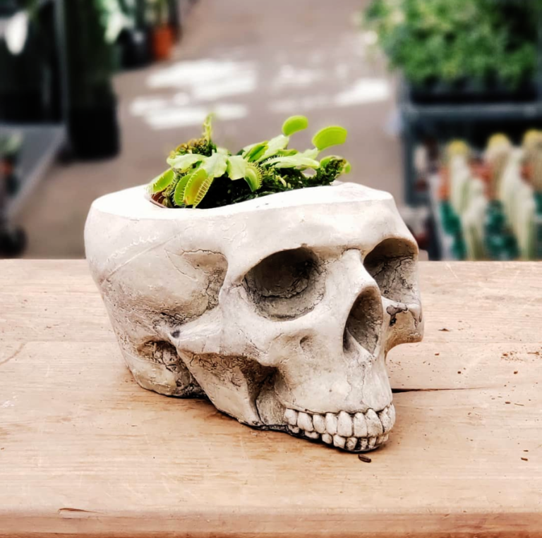 Great Deal on Carnivorous plants at Gardens of Babylon Landscapes! Great Deal on Carnivorous plants at Gardens of Babylon Landscapes!