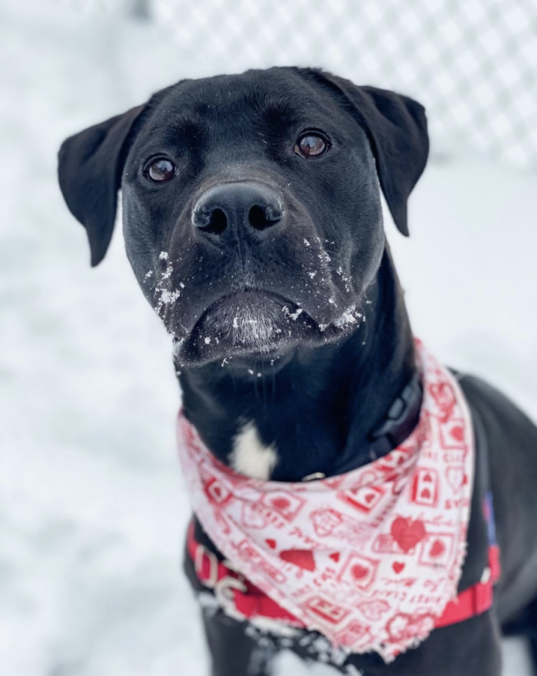 Adopt, Don’t Shop with the Nashville Humane!