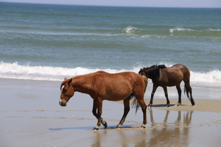 Must Do’s of Outer Banks, North Carolina. #NashvilleBuyLocalTravels